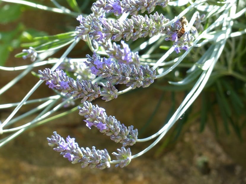formas de cultivar la lavanda