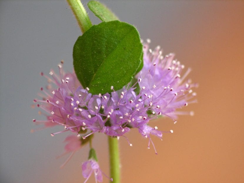 Las flores de la menta poleo son rosadas
