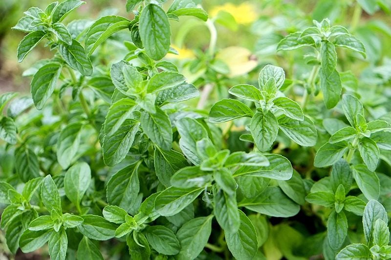 La menta poleo es una planta muy bonita