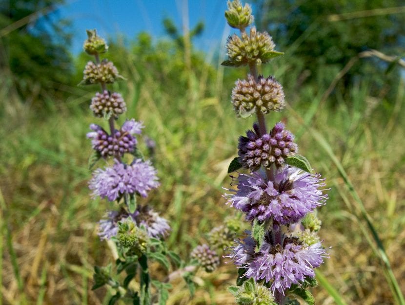 La menta poleo tiene flores muy decorativas