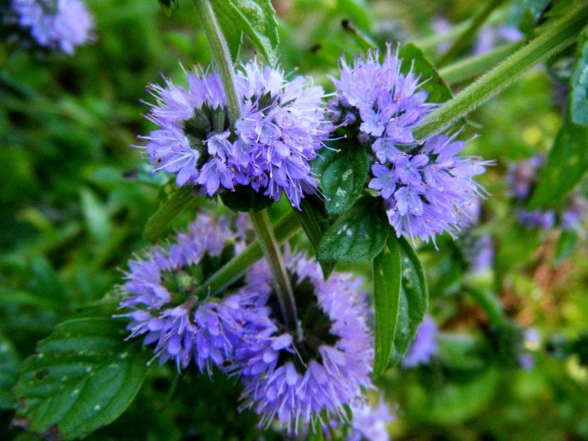 Las flores de la menta poleo son lilas