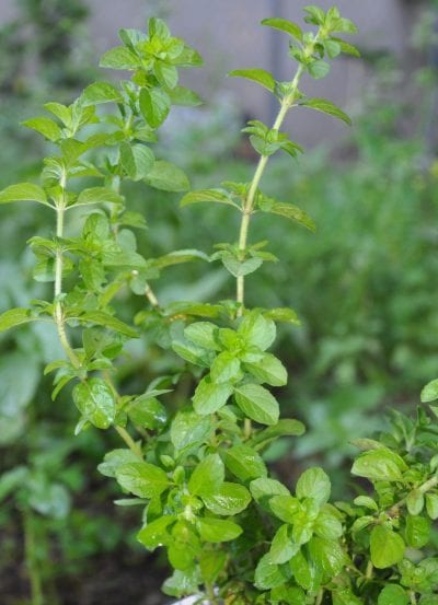 La planta de menta poleo puede superar los 50cm de altura