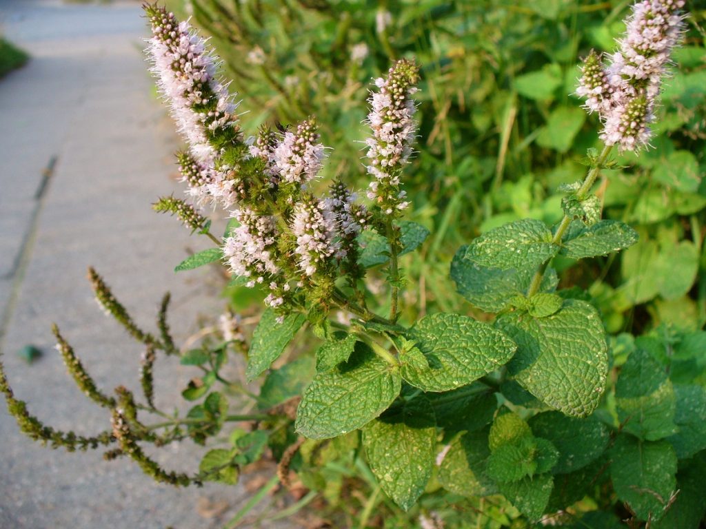 Mata de menta en flor al borde de un camino