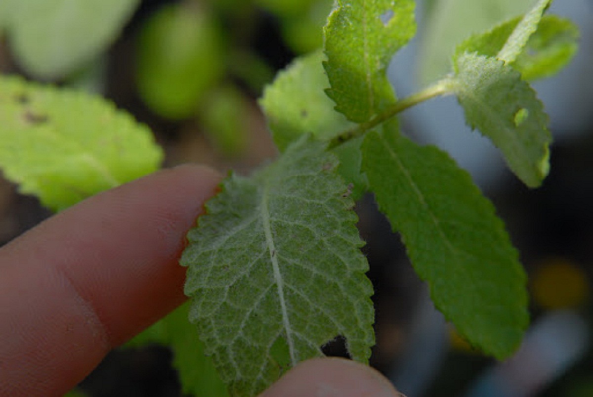 persona ensenando las hojas de la Mentha suaveolens