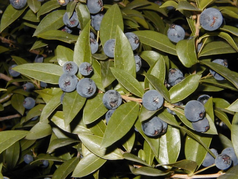 Frutos de Myrtus communis