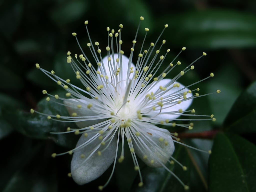 Myrtus communis: cultivo, poda y cuidados del mirto