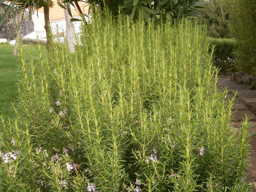 Rosmarinus officinalis