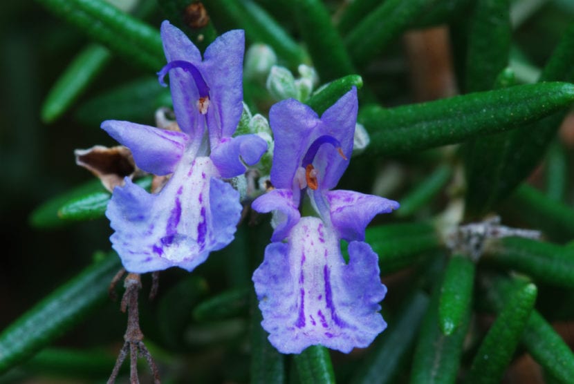 Flores de romero