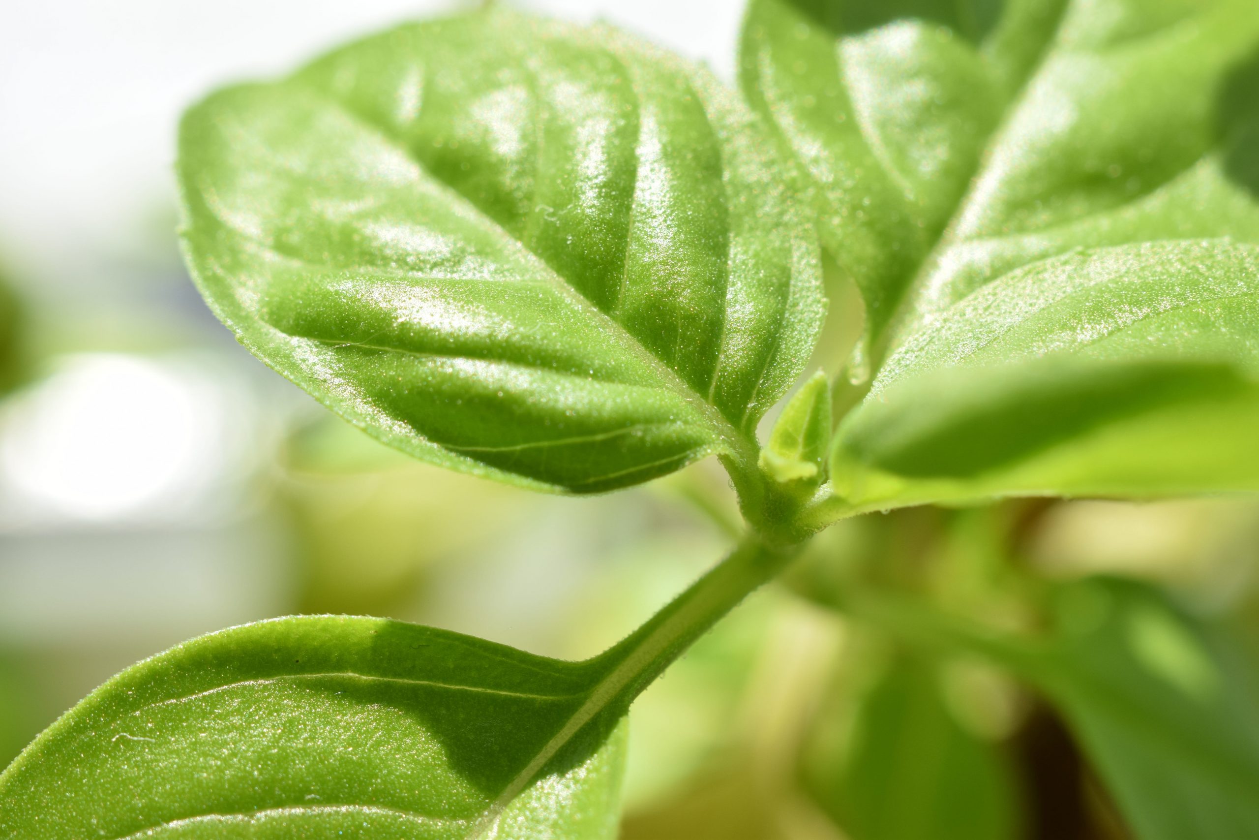 La albahaca es una planta aromática para cocina
