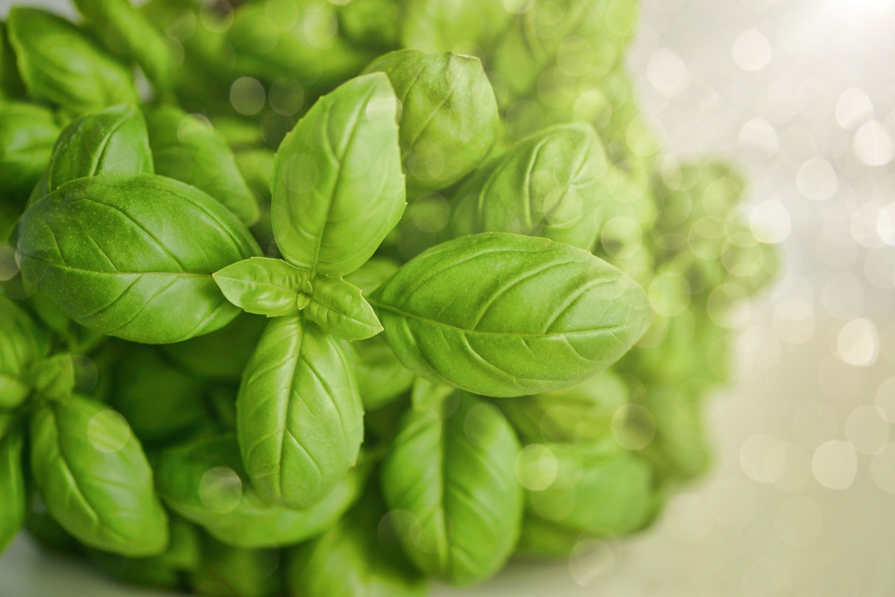 La albahaca es una planta aromática