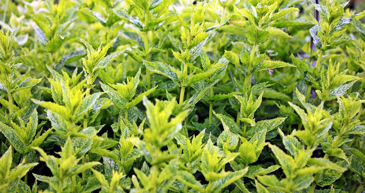 Las plantas aromáticas son fáciles de cuidar