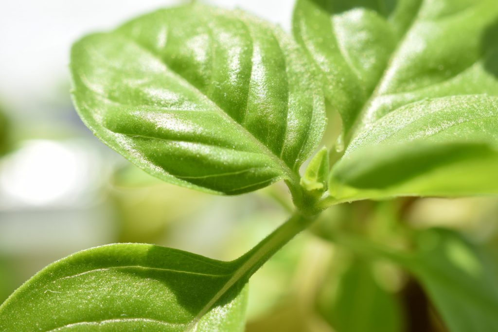 Hierbas aromáticas en la cocina: luz, riego y cosecha