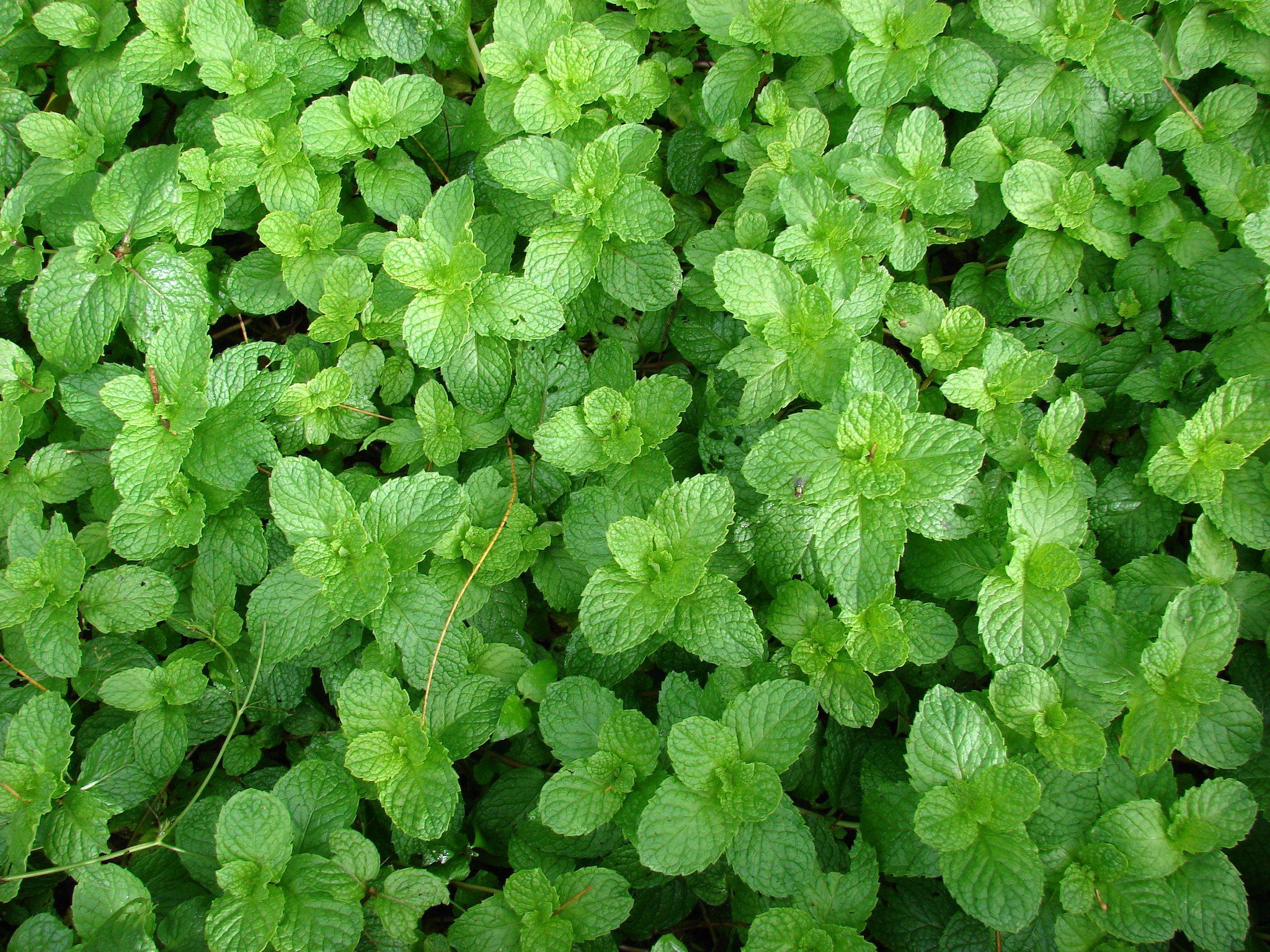 La hierbabuena es una aromática del mediterráneo