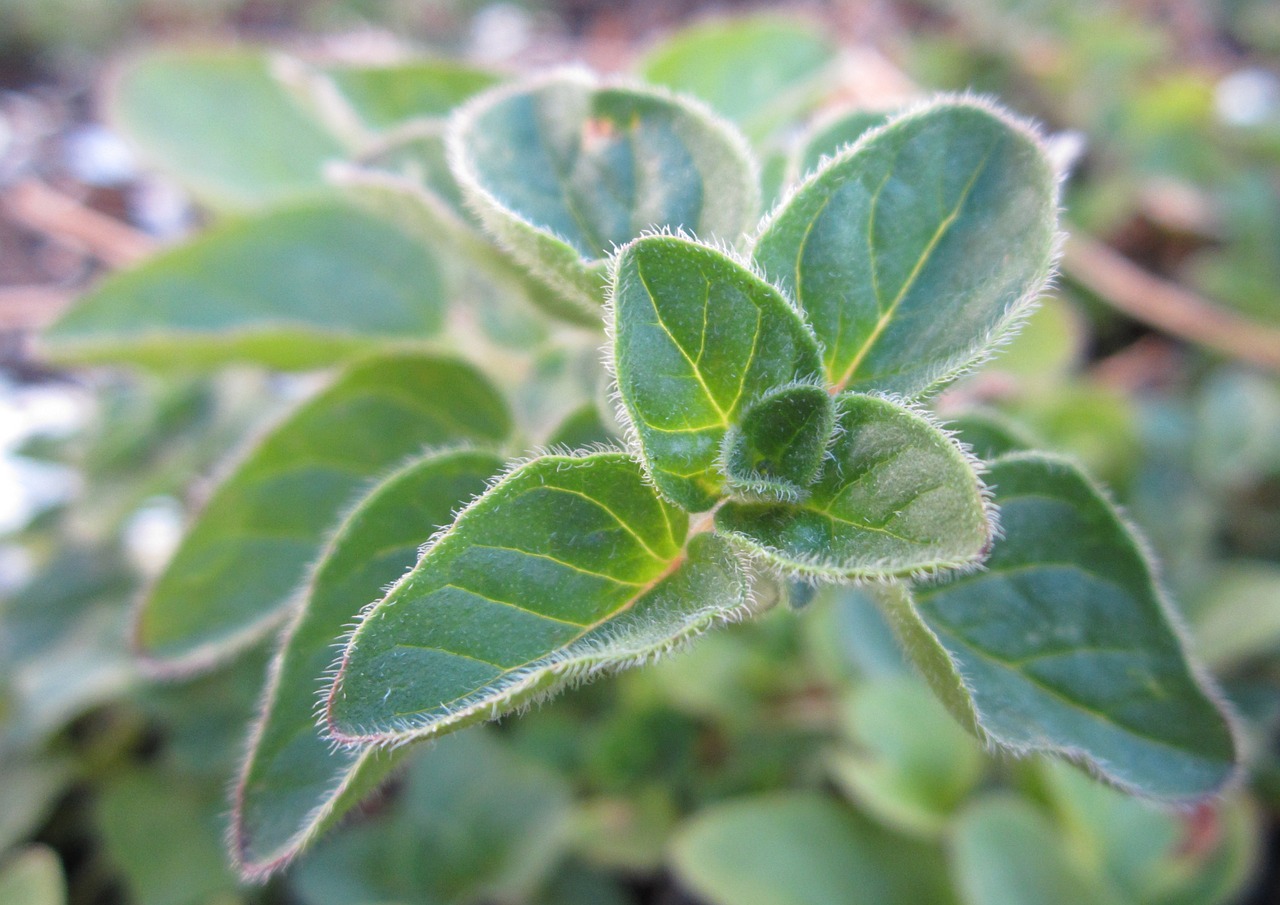 El orégano es una planta que crece rápido