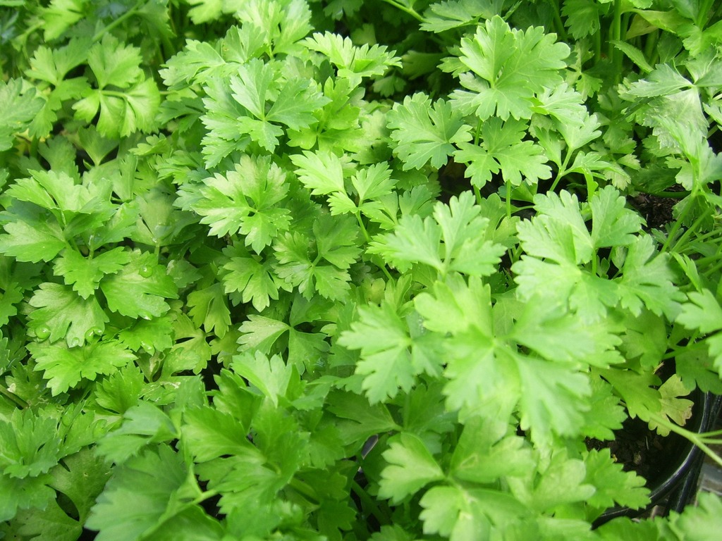 El perejil es una aromática muy usada en la cocina