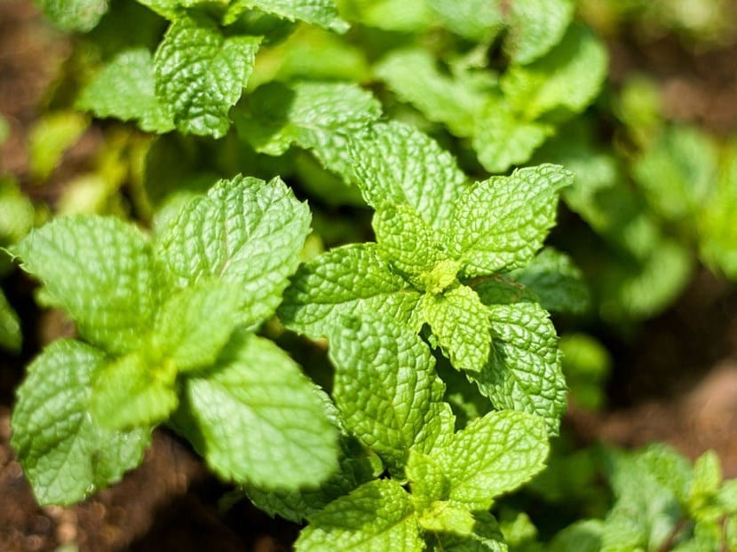 Plantas aromáticas
