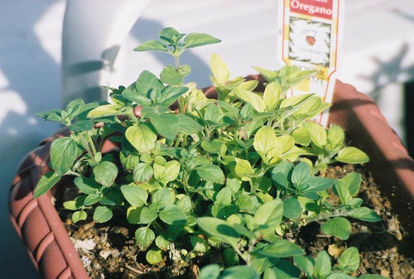 maceta con oregano