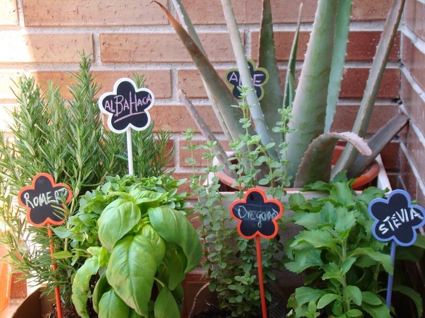 Plantas aromáticas en el huerto