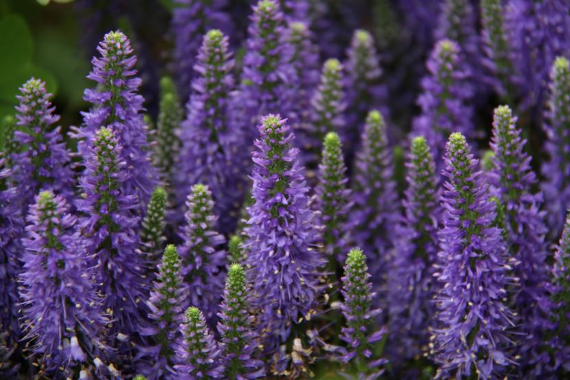 Poda de plantas aromáticas: cuándo y cómo cortar cada una