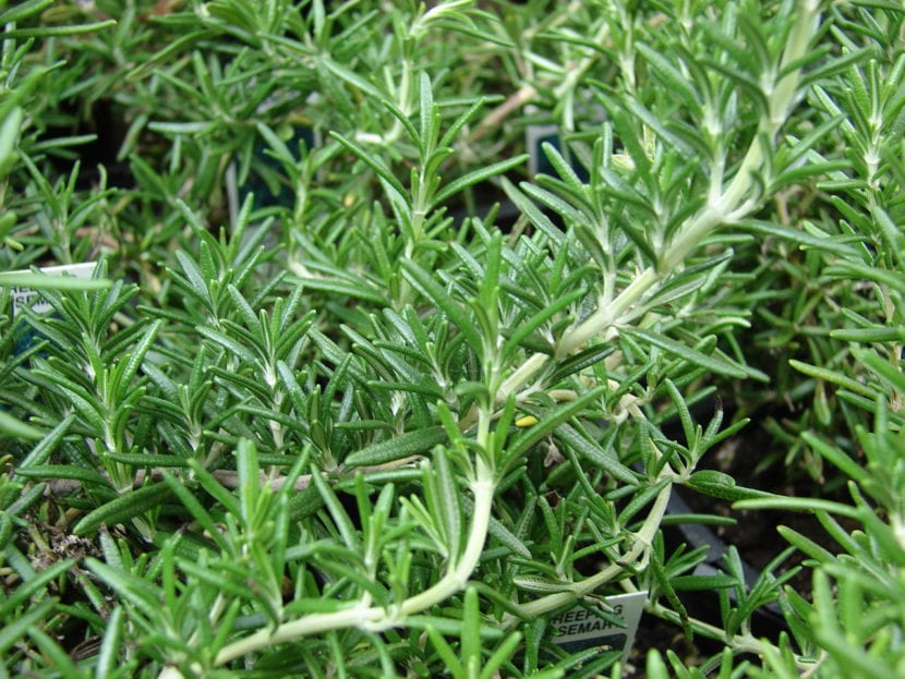 Planta de Rosmarinus officinalis