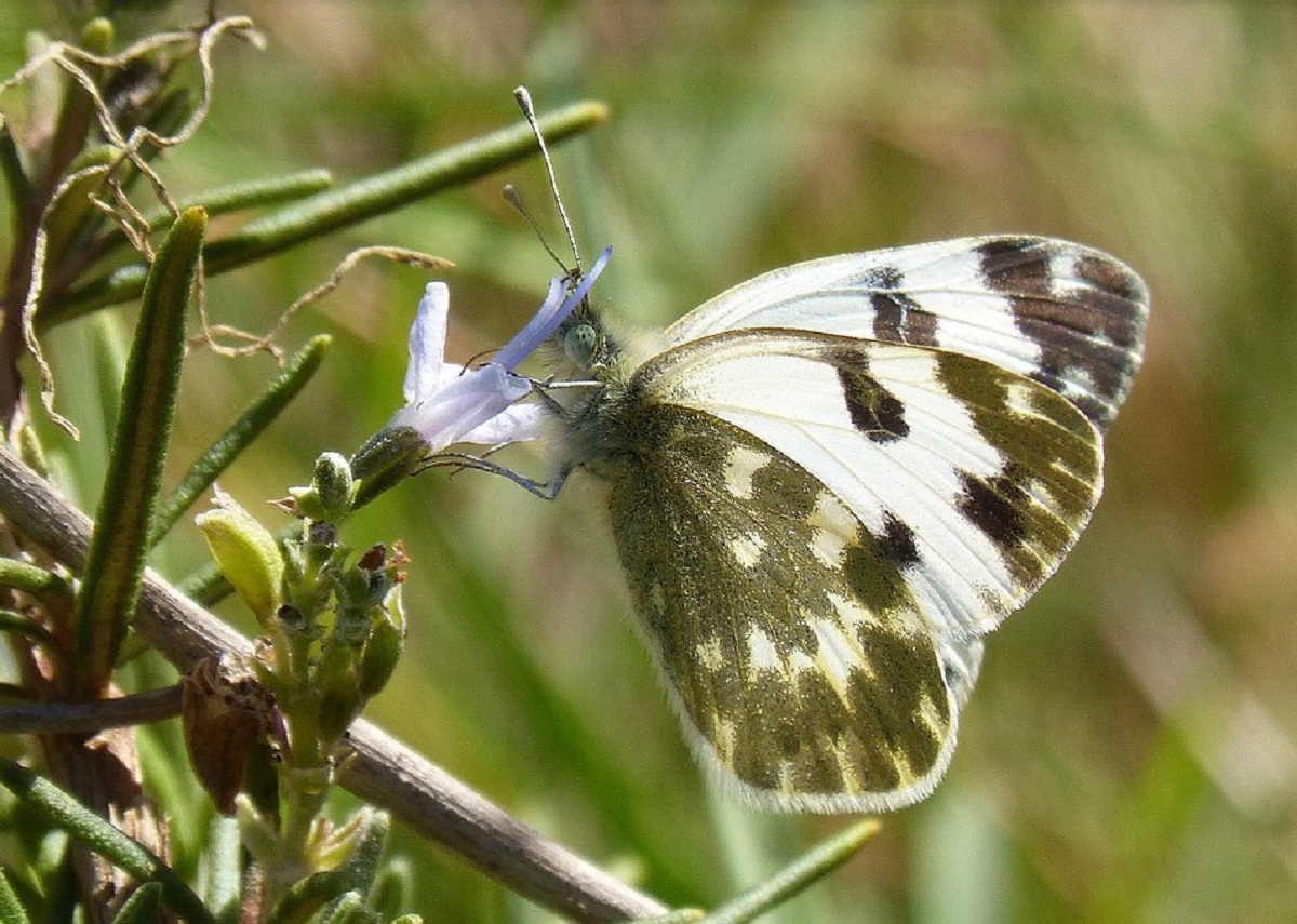 mariposa posada en una rama del romero