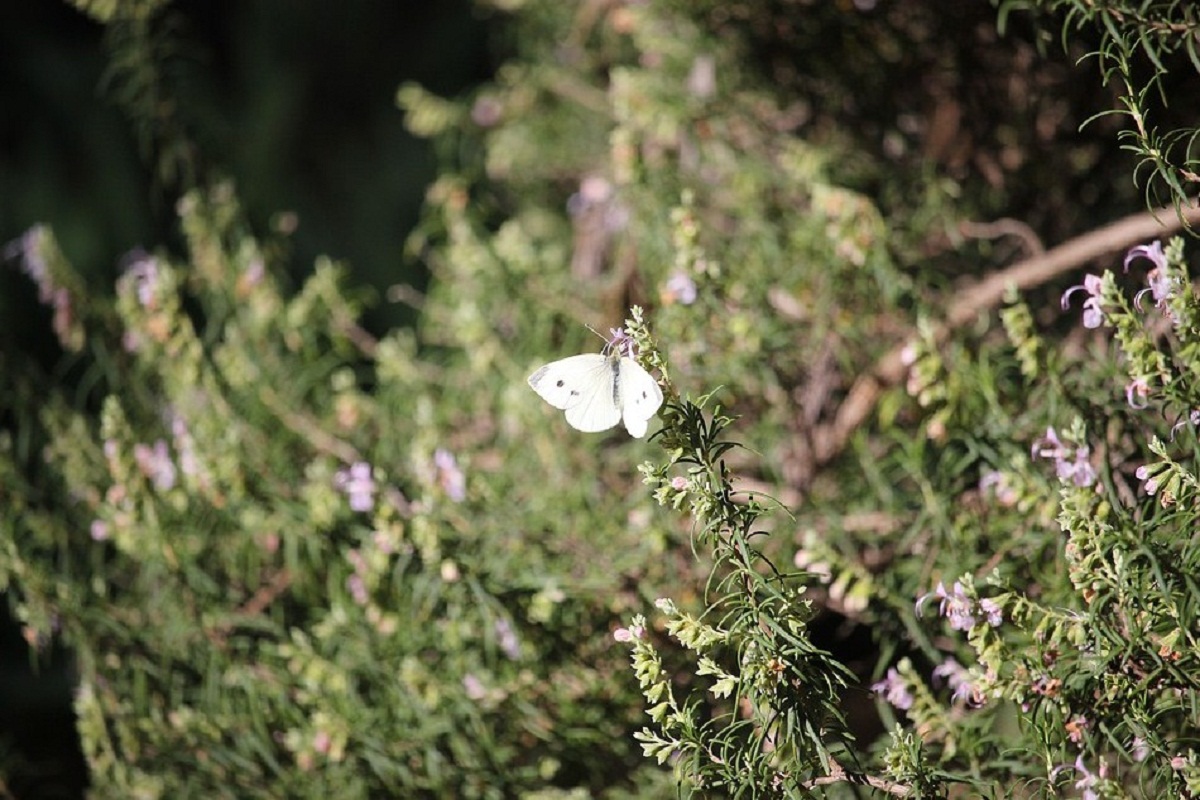 romero en flor con lña visita de mariposa