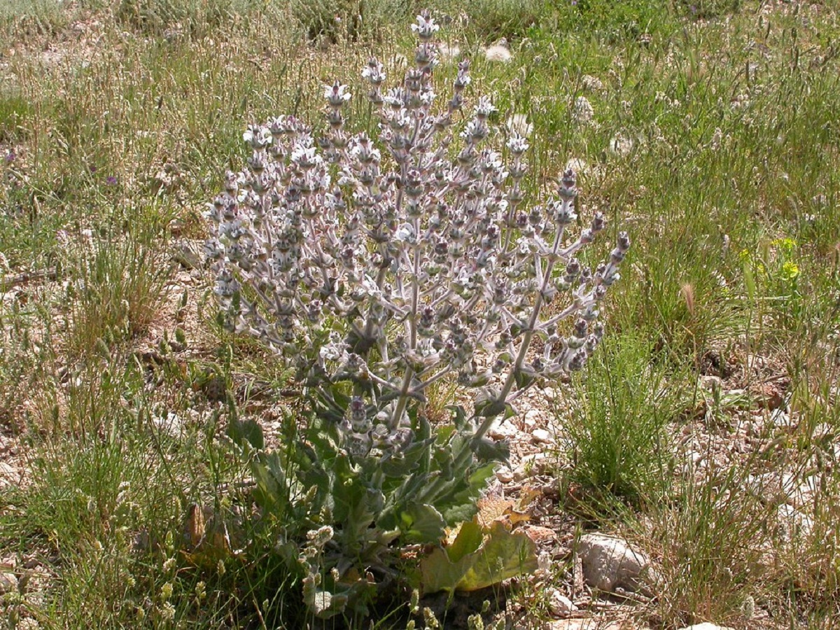 Salvia aethiopis: cultivo, siembra y control de la salvia etíope
