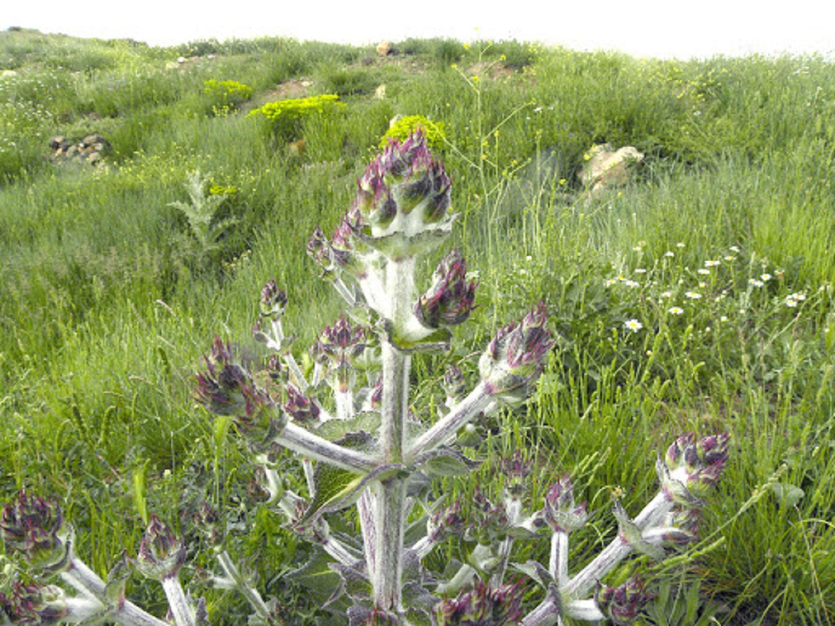 rama de un arbusto silvestre llamado Salvia aethiopis