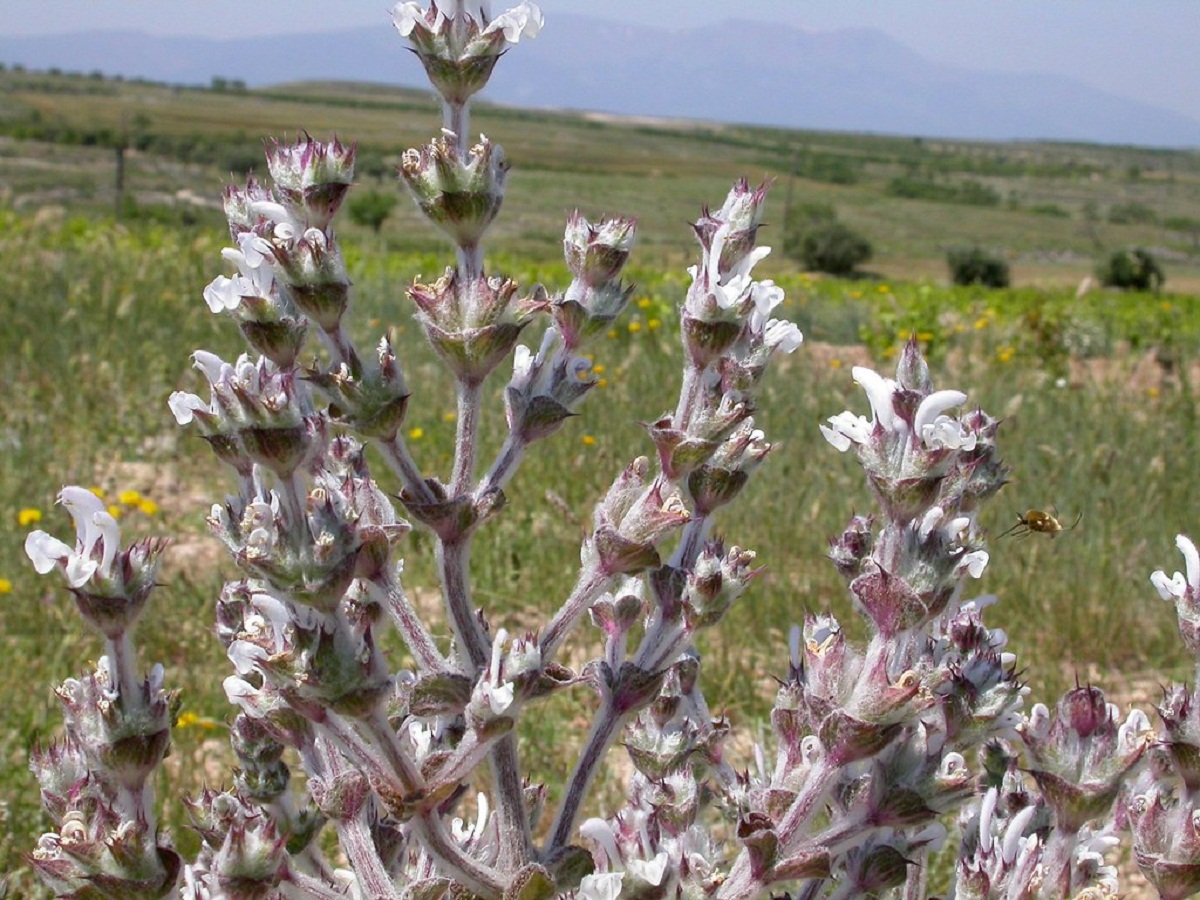 ramas y flores del arbusto silvestre llamado Salvia aethiopis