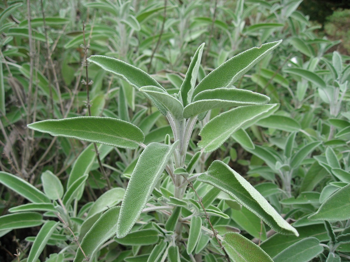 arbusto con hojas verdes de Salvia Blanca
