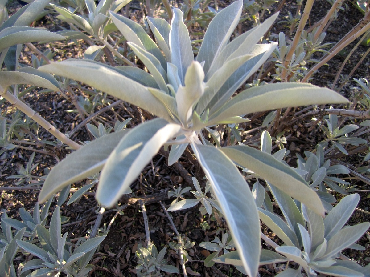 arbusto sin flor llamado Salvia Blanca