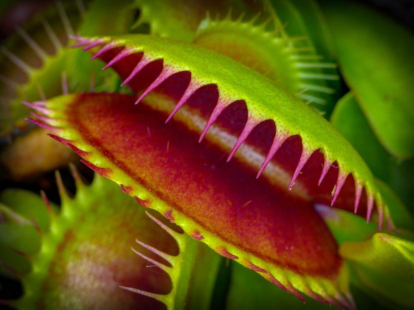 Plantas carnívoras: características, tipos de trampa y cuidados
