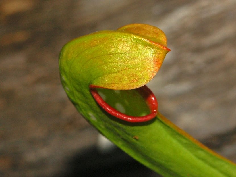 Planta de Sarracenia minor