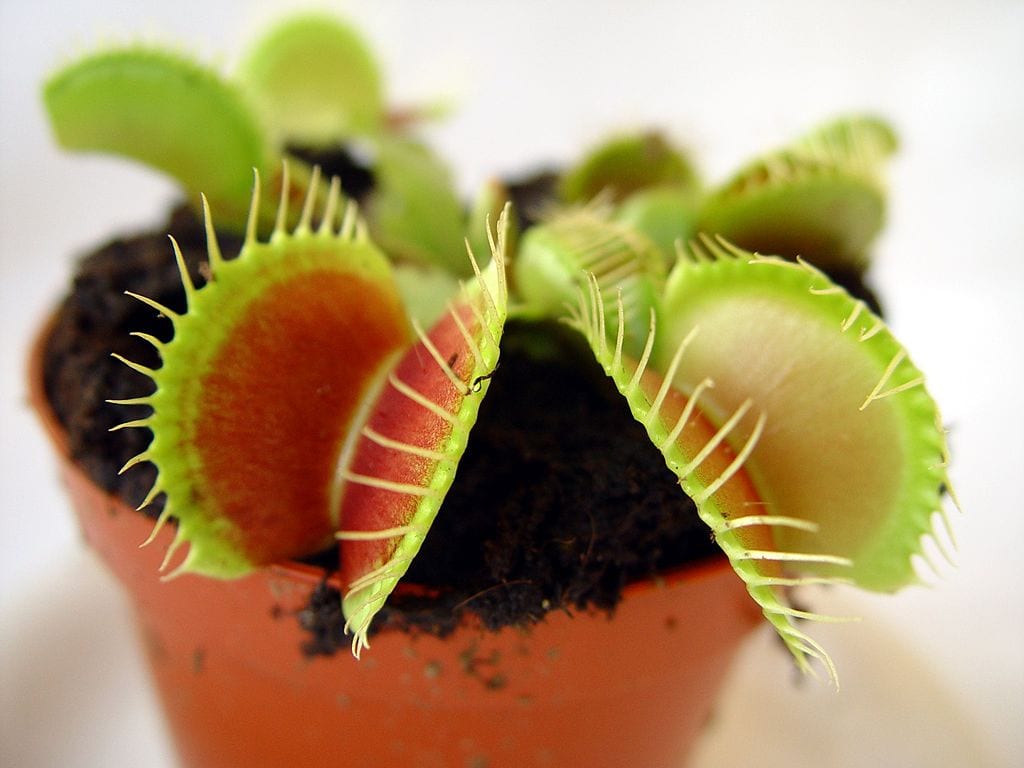 Cuidados de las plantas carnívoras: agua, luz y sustrato