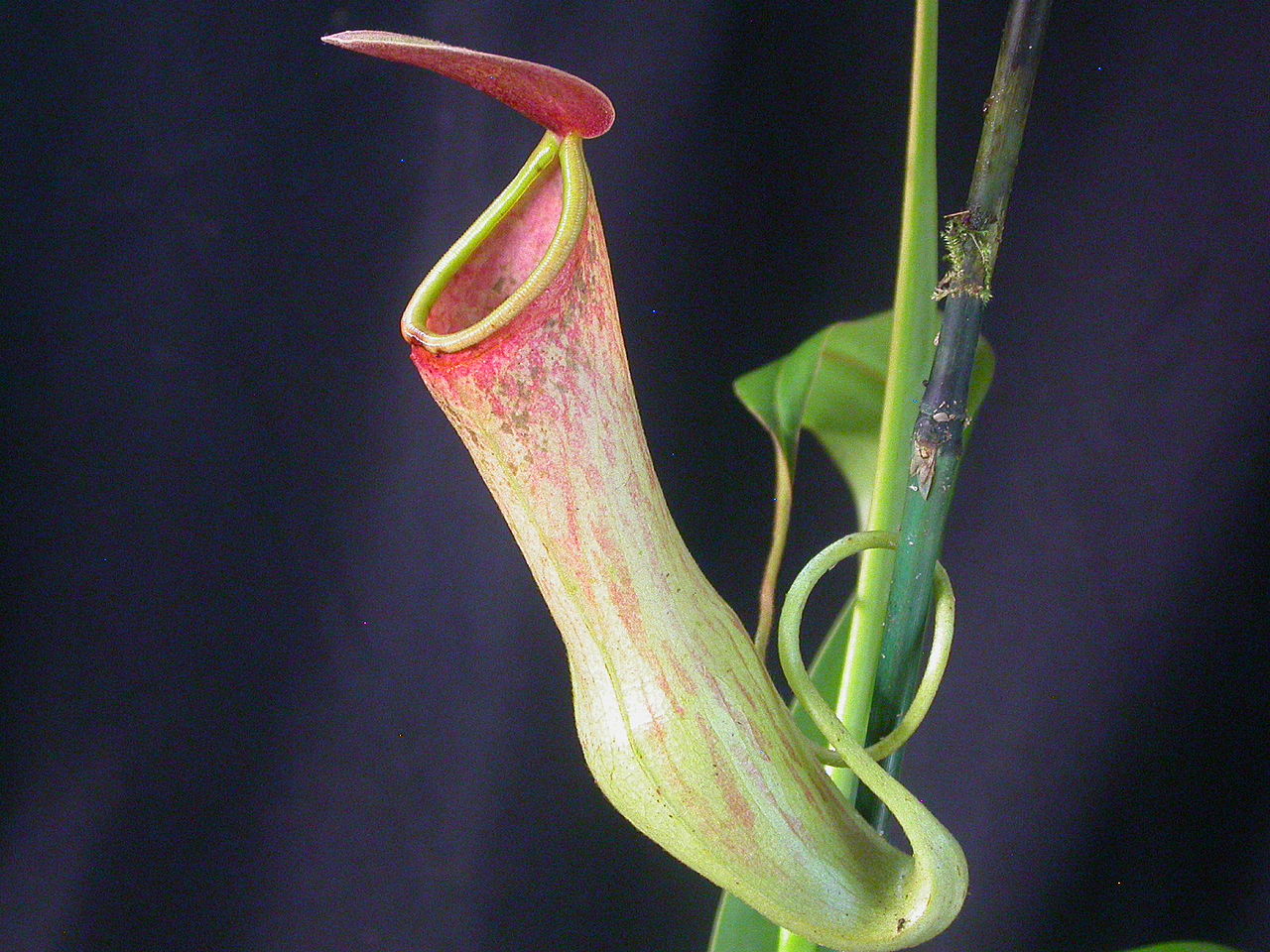 Vista de la Nepenthes khasiana