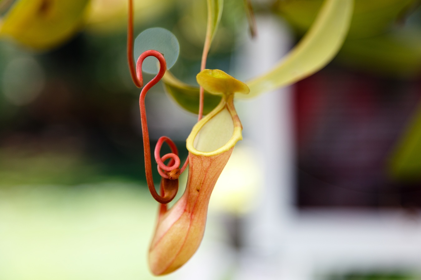 Cuidados de la Nepenthes: luz, agua, sustrato y abonado