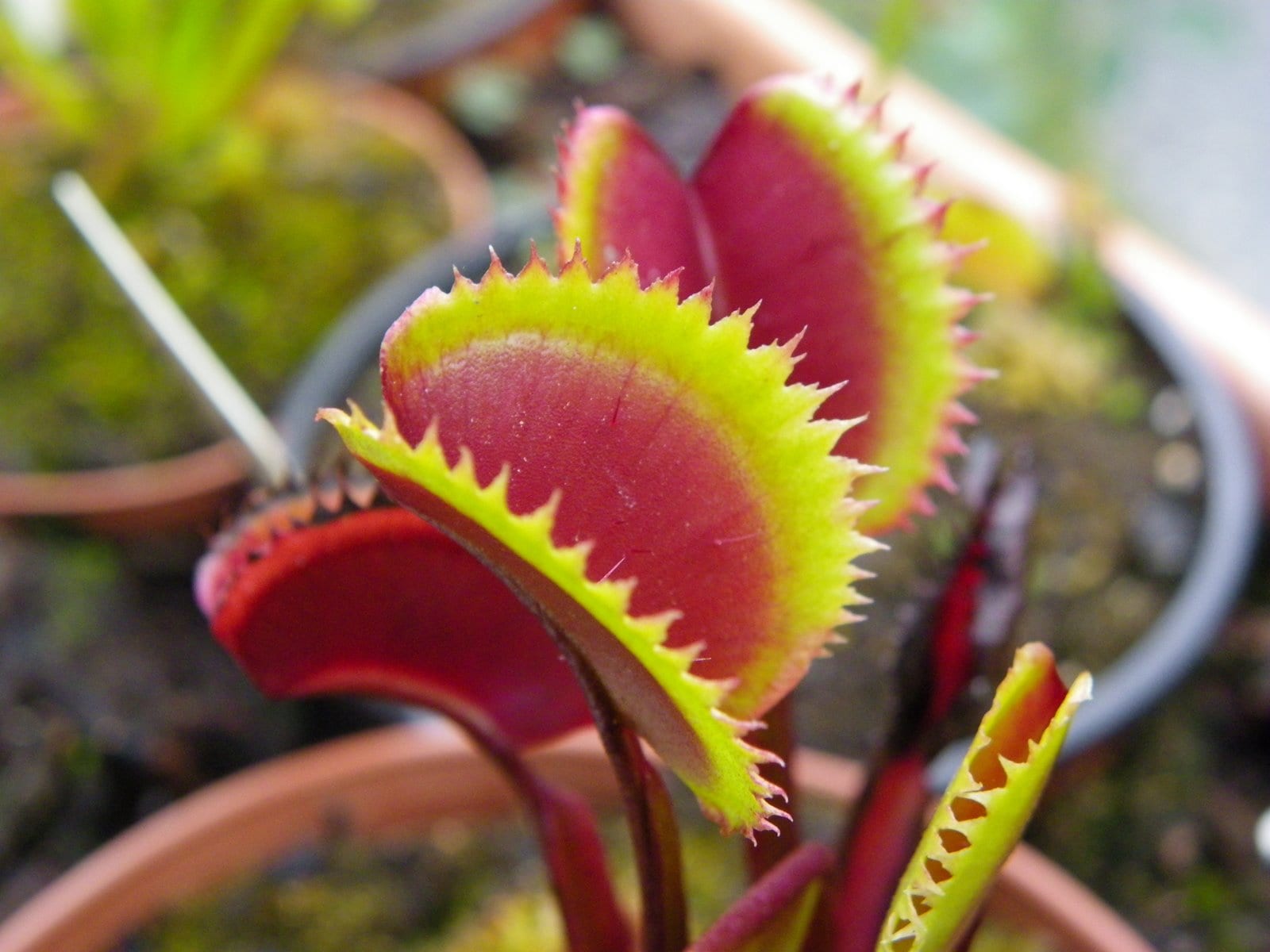 Cultivares de Dionaea muscipula: cuáles son y en qué difieren