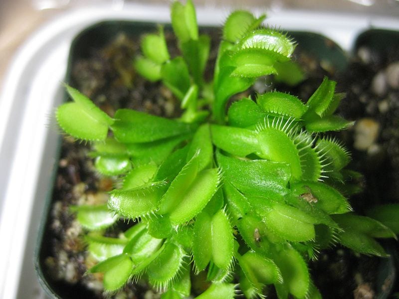 Dionaea Justina Davis