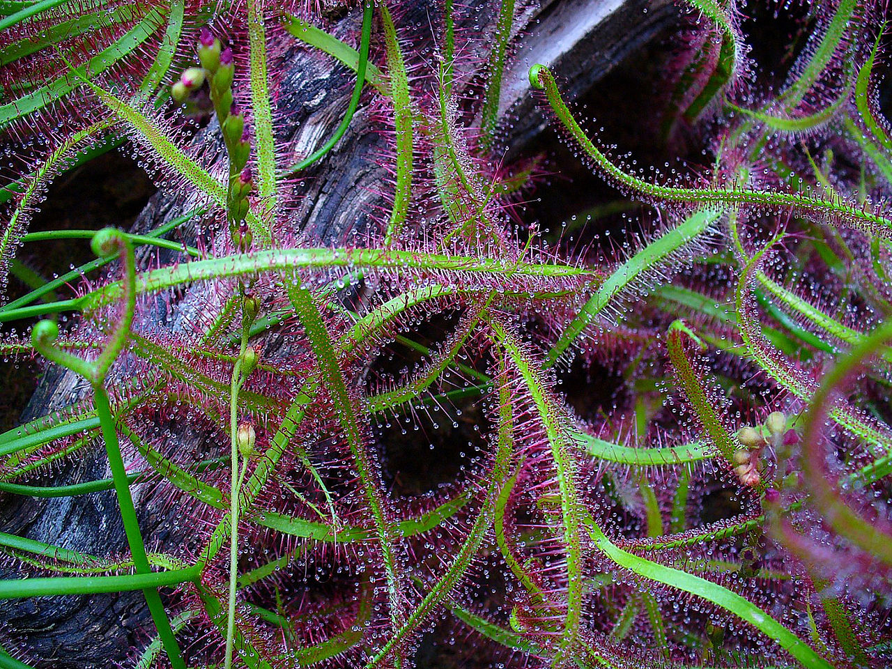 La Drosera binata es una planta carnívora perenne