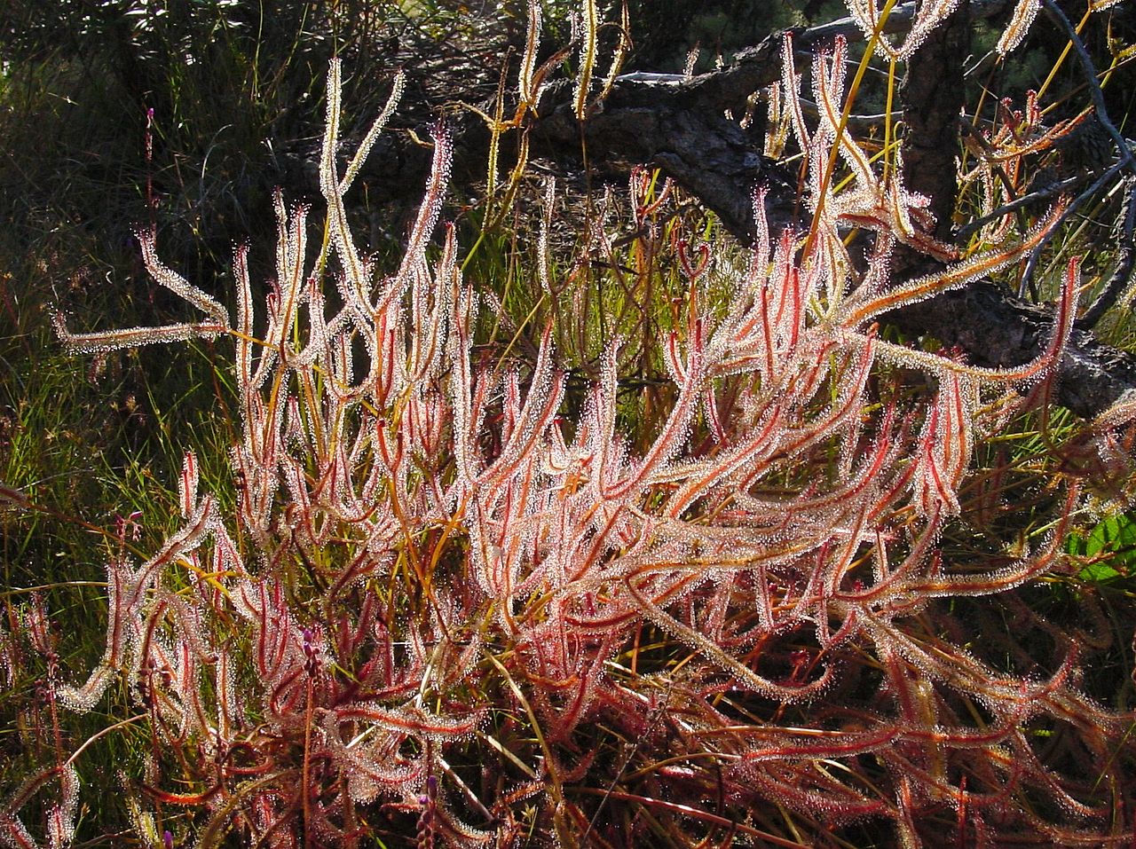Vista de la Drosera binata en hábitat