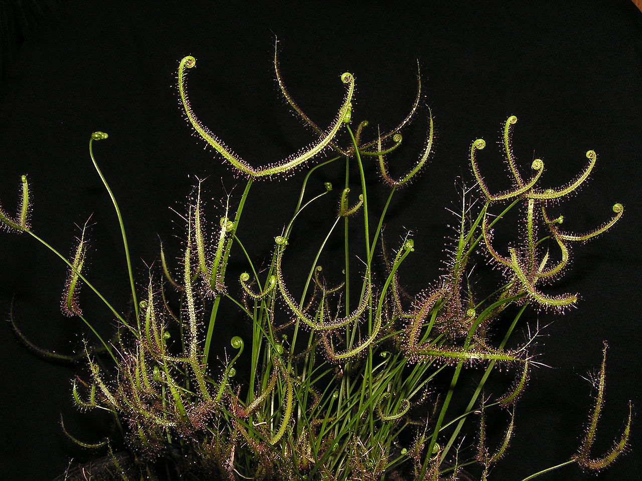 La Drosera binata es una carnívora