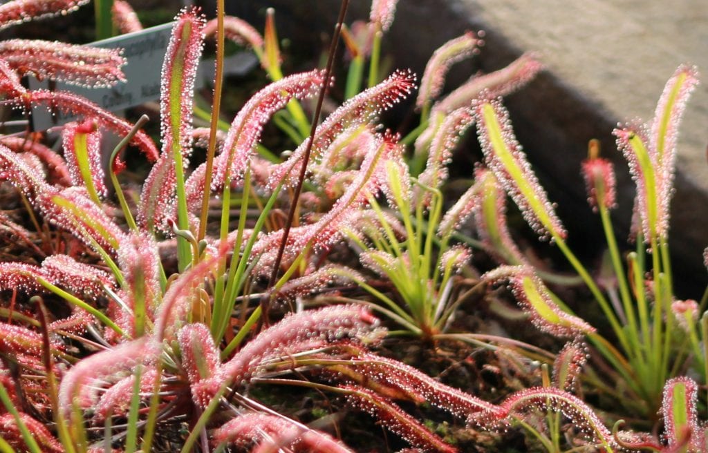 Vista de la planta Drosera capensis