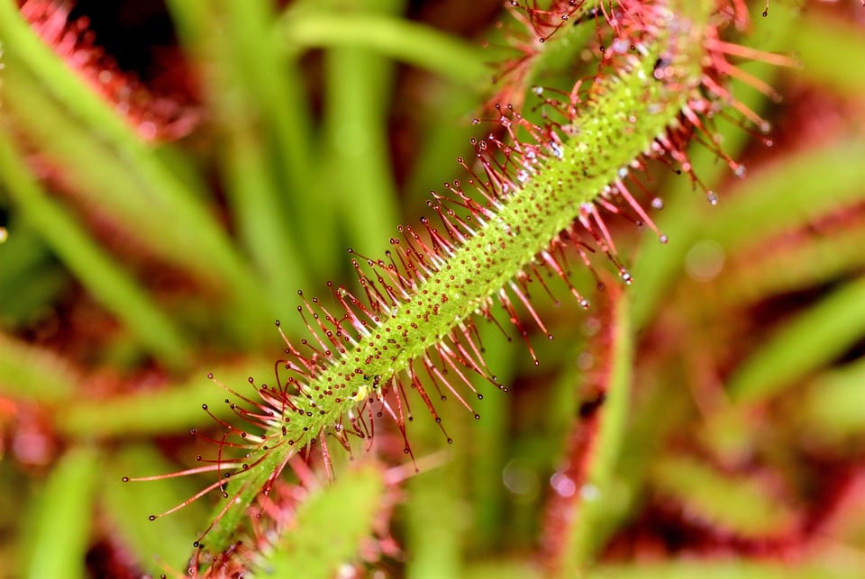 Drosera capensis: cultivo, riego y multiplicación paso a paso