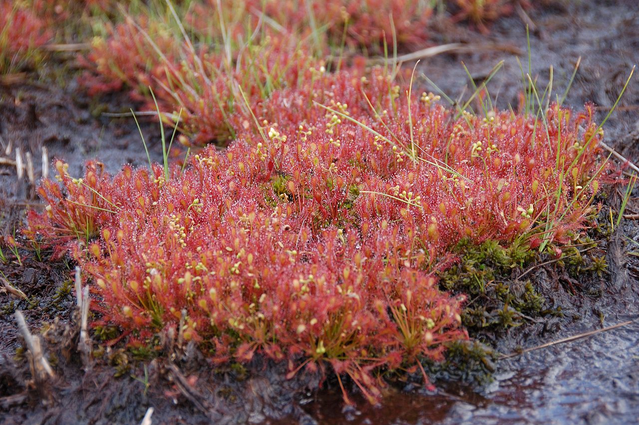 La Drosera intermedia es una carnívora fácil de cuidar