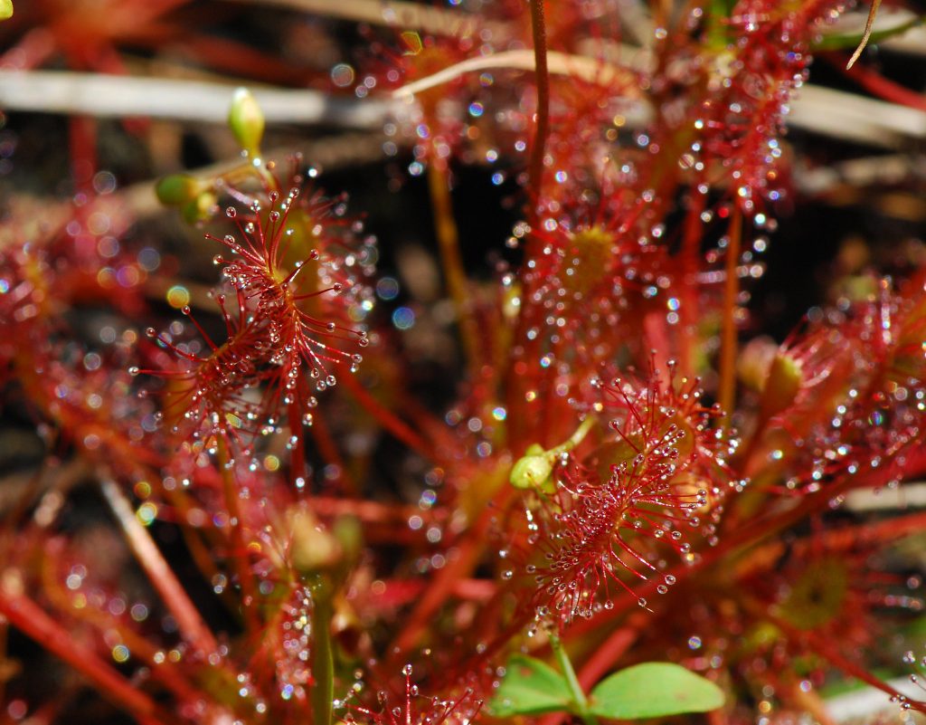 Roseta joven de Drosera intermedia