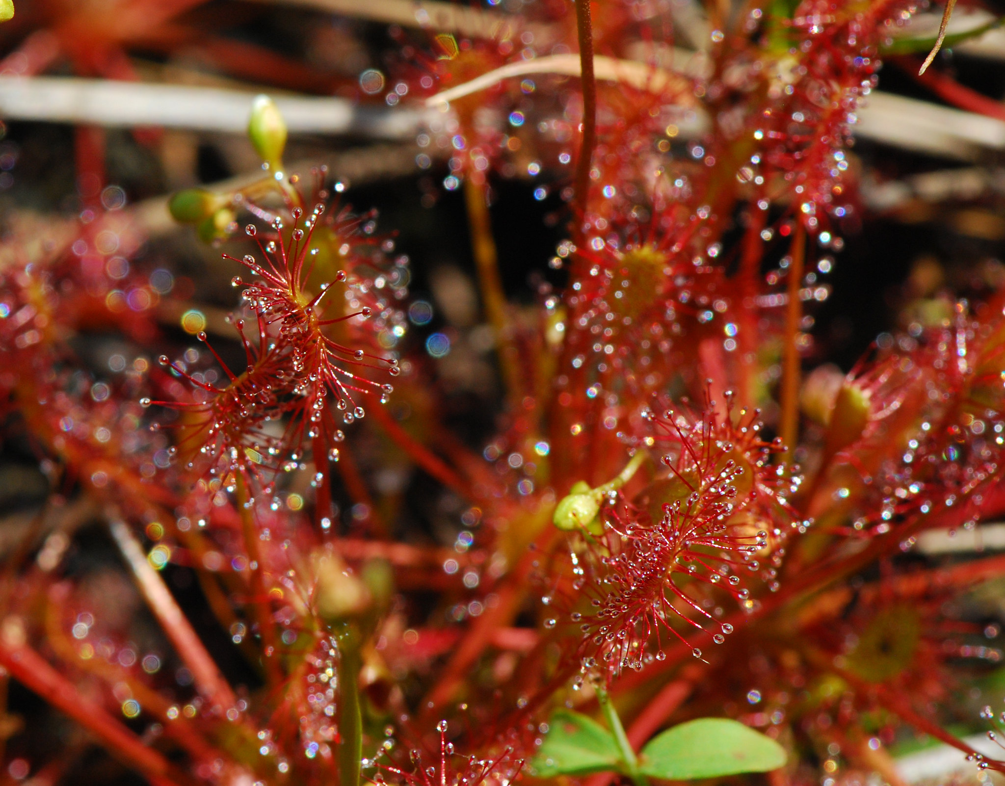 La Drosera intermedia es una carnívora roja