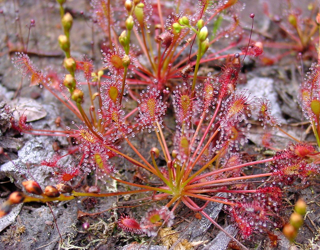 La Drosera intermedia es una carnívora pequeña