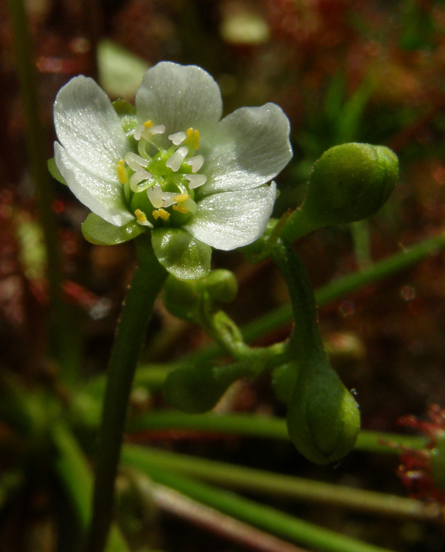 La flor de la Drosera intermedia es blanca