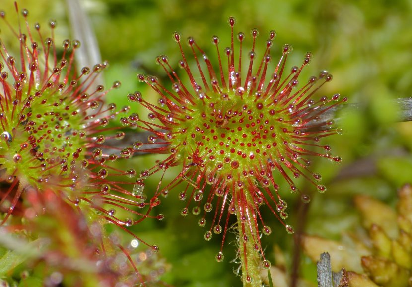 Rosetas de Drosera rotundifolia con las hojas cubiertas de mucílago