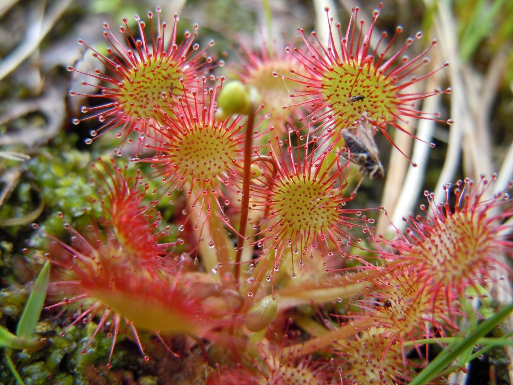 La Drosera rotundifolia es una planta carnívora